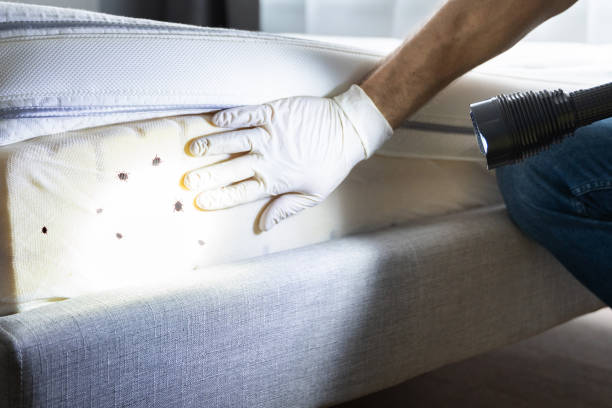 Flea Control Services in West Park, FL