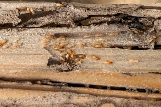 Trusted West Park, FL Pest Control Experts